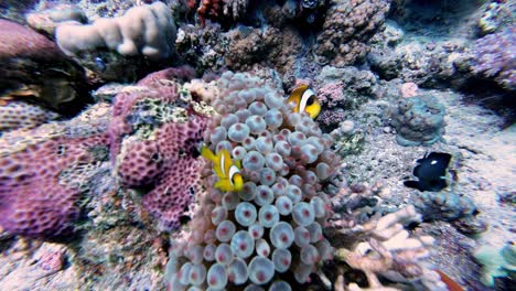 Colorful-Coral-Reefs-With-Marine-Fishes-Swimming-Under-The-Sea-In-Dahab,-Egypt