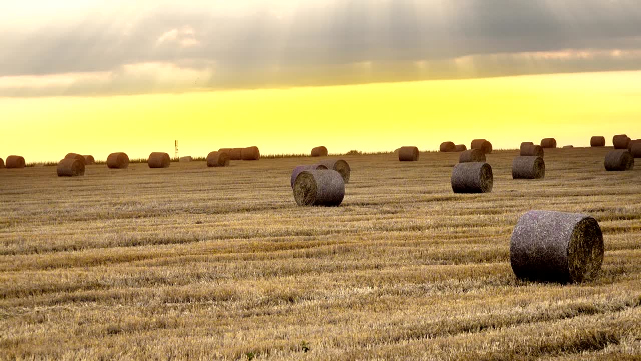 Majesteettinen keltainen pelto pyöreillä heinäpaaleilla hämärässä, auringonvalossa hehkuen, 4K-panorointi