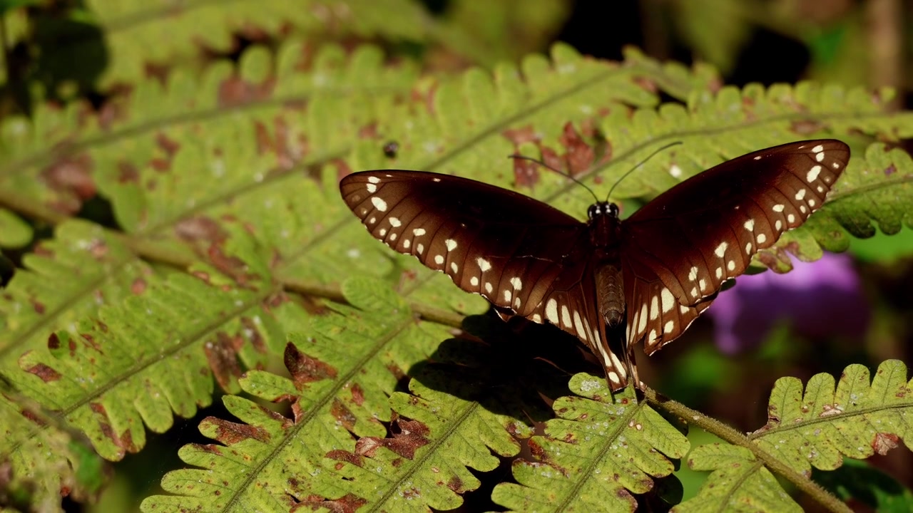 A common crow butterfly, Euploea core, gently sunbathing on a green fern during a cool winter morning in its natural habitat in Himachal Pradesh, India.