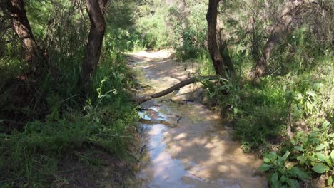 un lecho de arena poco profundo con agua de escorrentía que se filtra a través del bosque - ascendiendo a una vista por encima de las copas de los árboles
