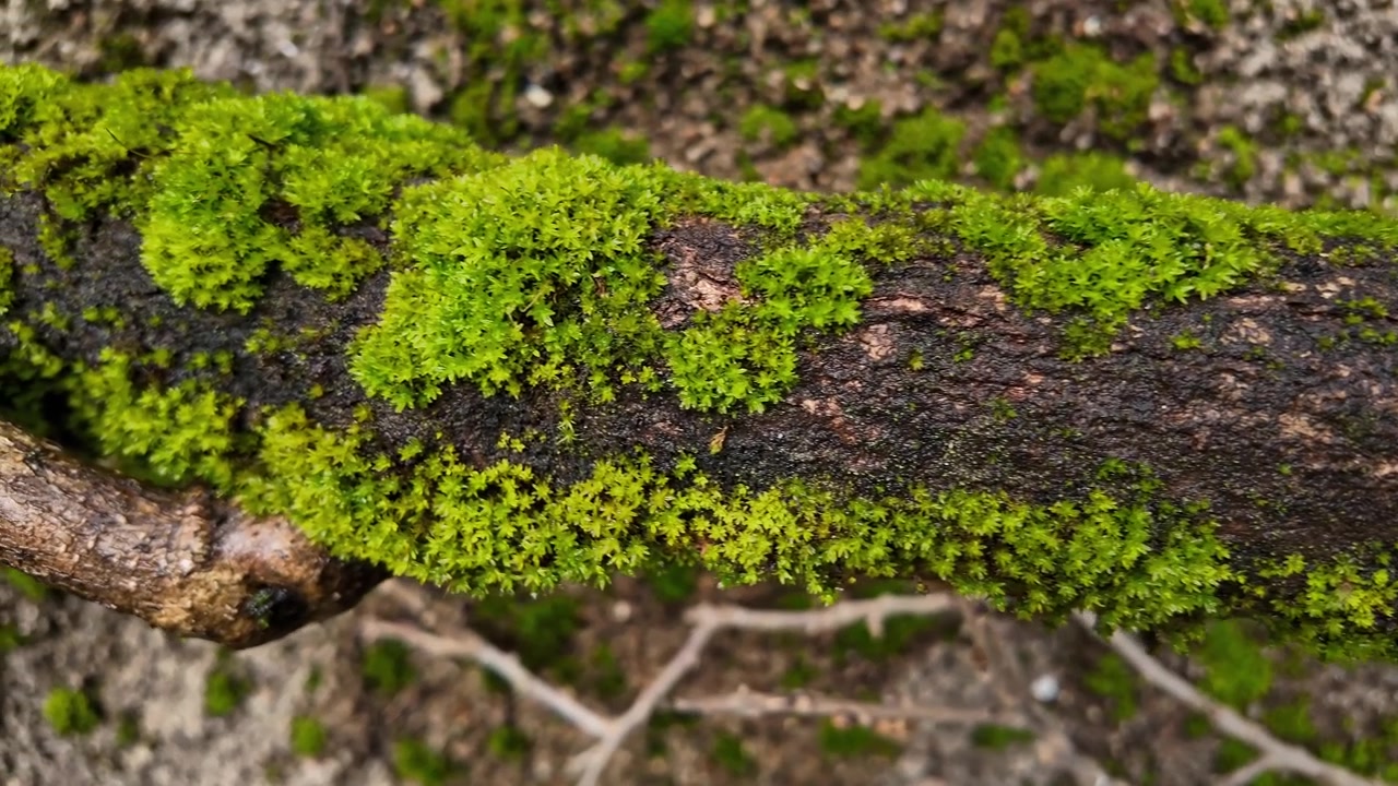 Carrellata cinematografica di muschi e briofite in un ambiente forestale umido.