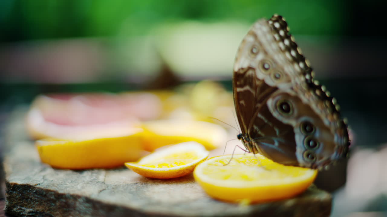The Menelaus blue morpho butterfly eating nectar from oranges
