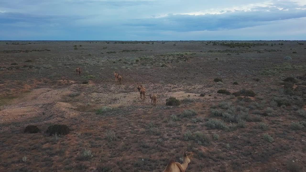 해가 지는 동안 거칠고 경치가 아름다운 오스트레일리아 사막을 걸어다니는 낙타 가족의 공중 풍경