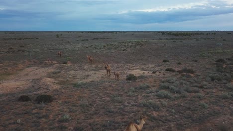 una vista aérea de una familia de camellos caminando a través del duro y pintoresco desierto australiano al atardecer
