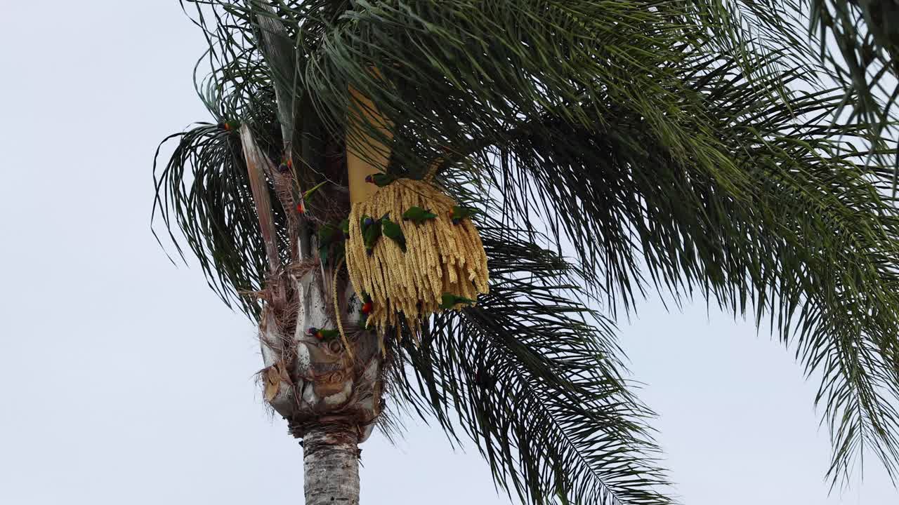pájaro colorido interactuando con la palmera