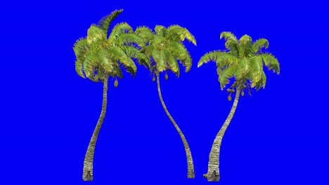 3d coconut palm cluster with wind effect on blue screen 3d animation