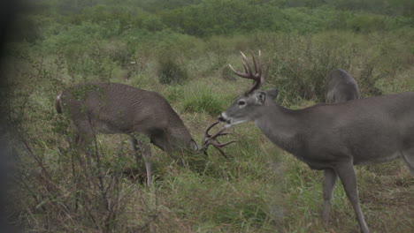 Bucks-De-Cola-Blanca-En-Texas,-EE.UU.