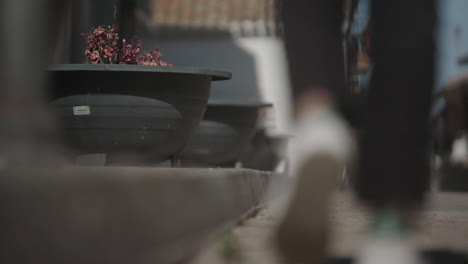 people walking on a sidewalk with plants