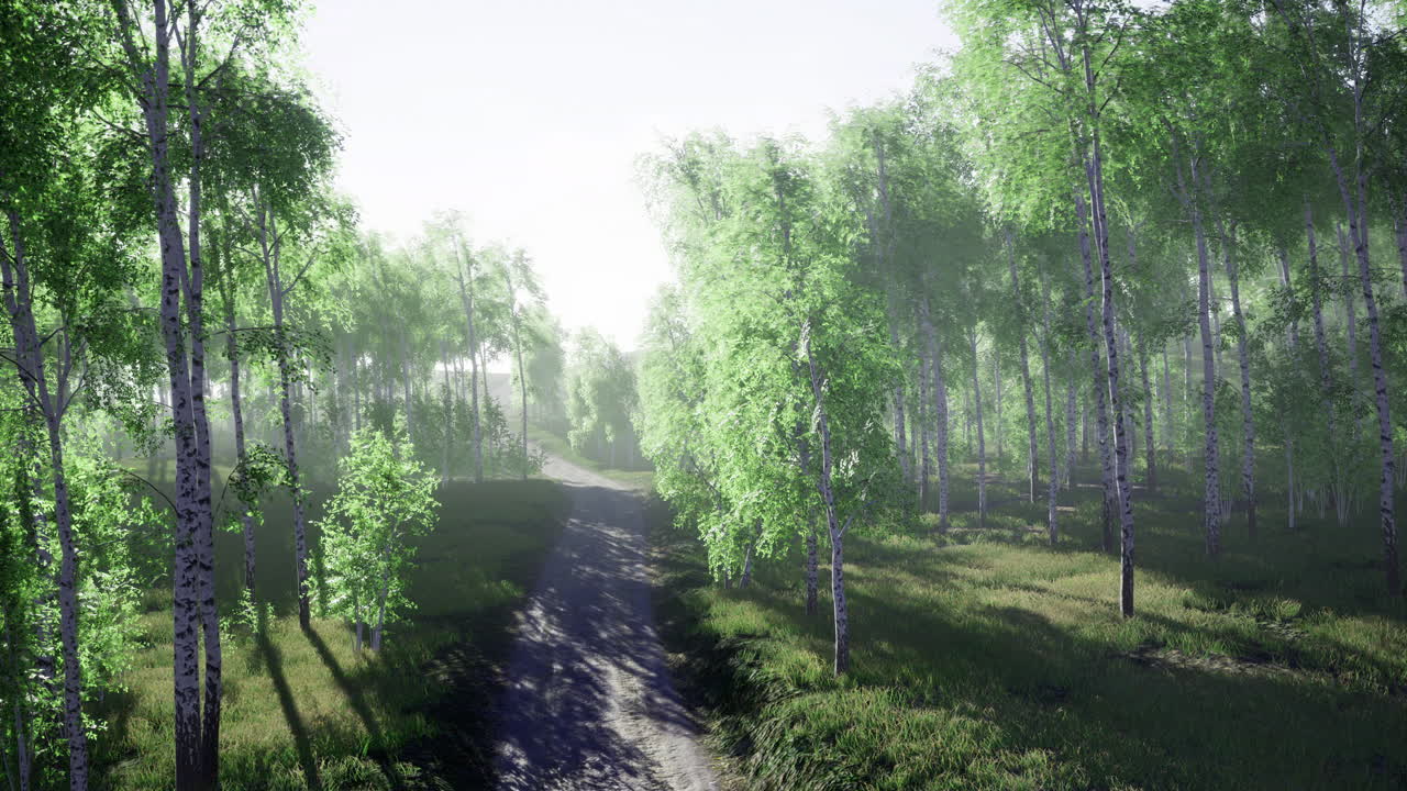 Lush green forest path illuminated by morning light in tranquil nature setting