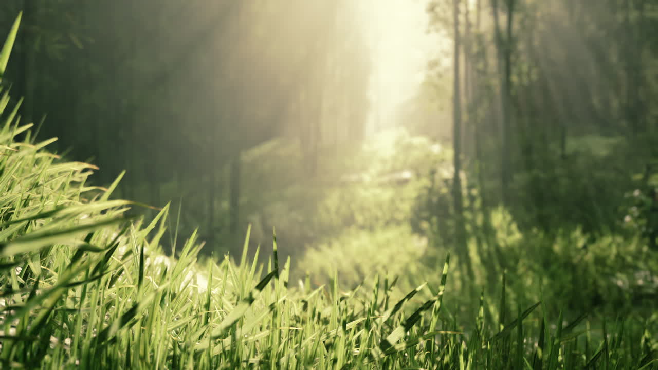 안개 숲 속 의 빛