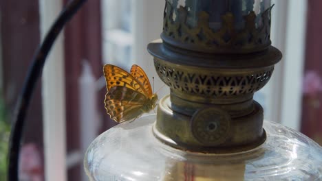 butterfly sittning on oillamp inside