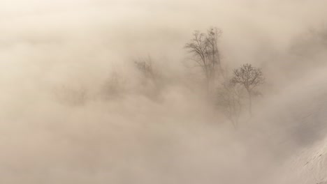 aerial - bare trees emerge through thick fog creating a mystical scene