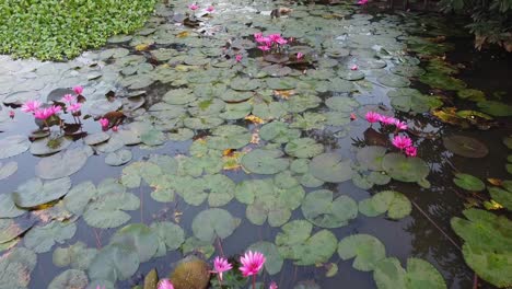 Flor-De-Nenúfar-Junto-Al-Río,-Estanque-Río-Mar,-Nenúfar-Floreciendo,-Hermosa-Toma-Aérea,-Grupo,-Flor,-Campo,-Parte-Superior