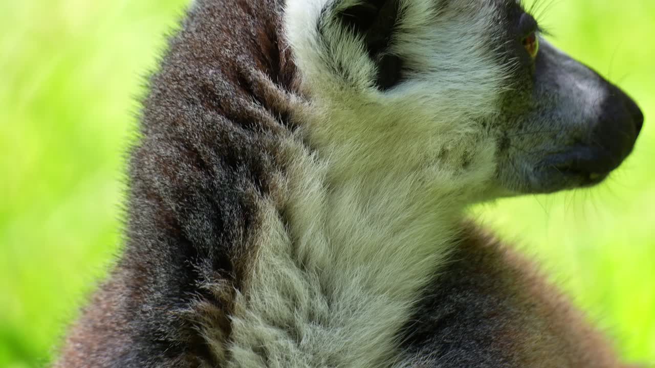 Un lemure dalla coda ad anelli (Lemur catta) che riposa a terra, primo piano che cattura i dettagli della pelliccia e delle ghiandole odorifere sul petto.