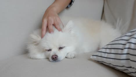 perro y mujer irreconocible en el sofá