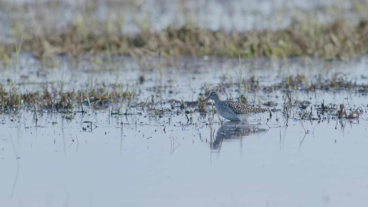 Common greenshank feeding in wetlands flooded meadow during spring migration