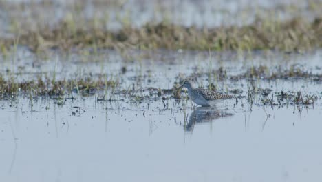 Common-greenshank-feeding-in-wetlands-flooded-meadow-during-spring-migration