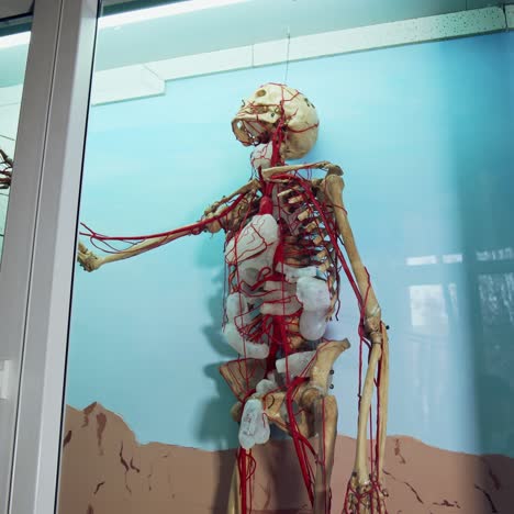 skeleton in medical museum. human skeleton model on display at medical museum