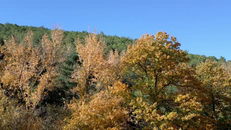 Copas-De-Los-árboles-Dorados-En-El-Bosque-En-Otoño