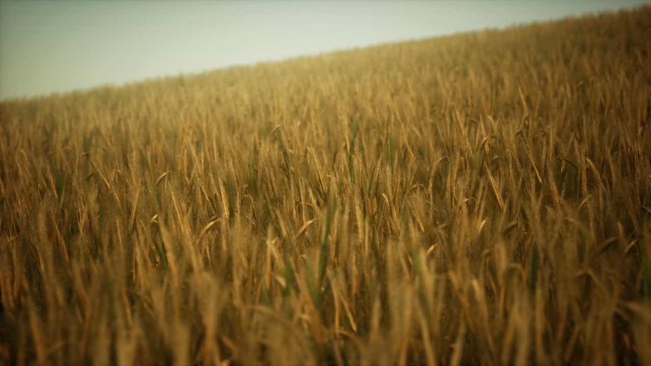 Ripe yellow rye field under beautiful summer sunset sky with clouds