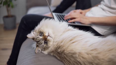 Funny-cat-looking-at-the-camera-while-owner-working-on-laptop-on-background