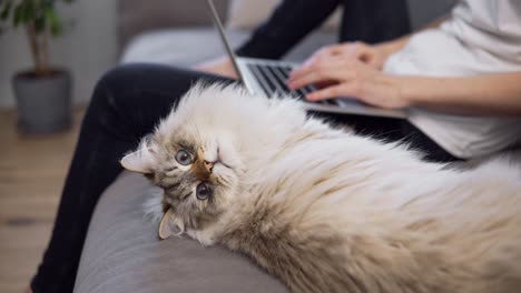 funny cat looking at the camera while owner working on laptop on background