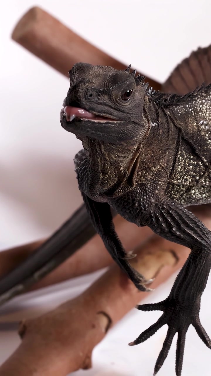 A dark sailfin lizard sits on a branch while being fed with metal tweezers