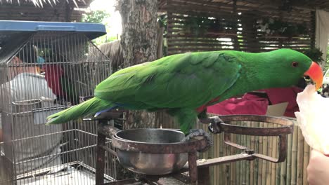 feeding a cute psittacines or parrot bird.