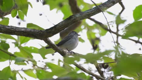 Facing-to-the-right-while-on-the-branch-looking-around-and-chirping-displaying-its-orange-throat