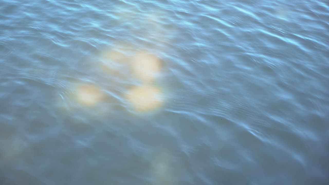 pequeña tortuga metiendo la cabeza dentro y fuera del lago y mirando a la cámara en un día soleado