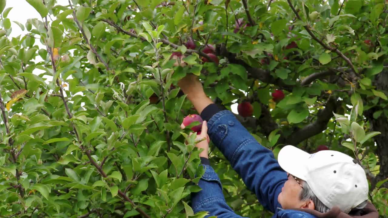 Female Caucasian in long-sleeved blue jean jacket, picking apples from the lower right hand side of the screen
