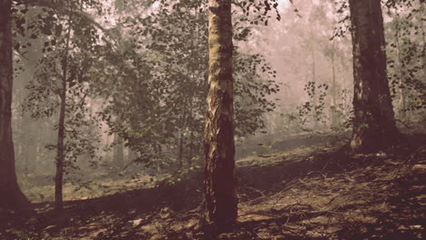 camino del bosque de niebla