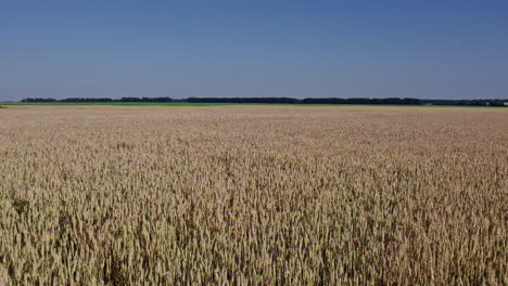uitzicht van boven op het tarweveld van de boerderij