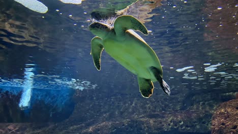 sea turtle (Caretta caretta) gracefully floating underwater in a clear marine environment