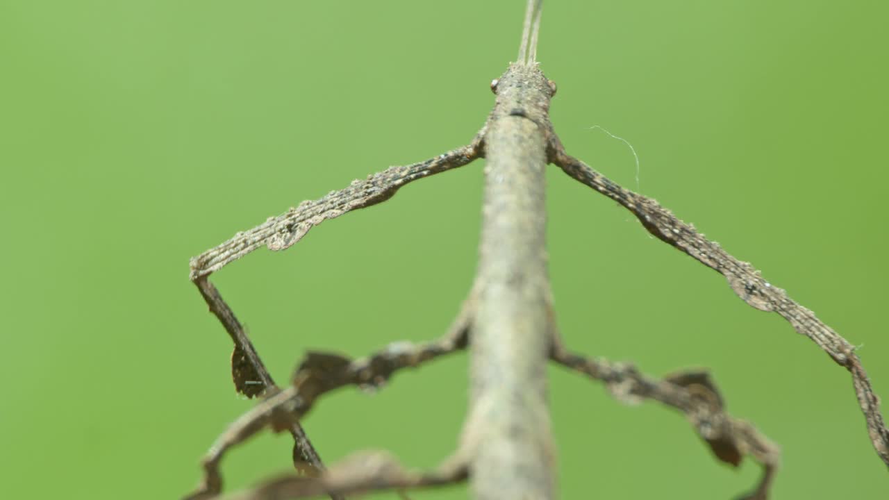 위장된 회색 막대 곤충은 아마존 바닥의 눈에 잘 띄는 곳에 숨어 있습니다.