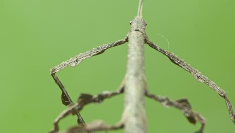 camouflaged gray stick insect hide in plain sight on amazon floor - reveal