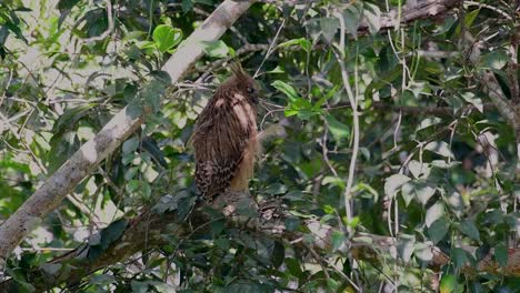 The-Buffy-Fish-Owl-is-a-big-owl-and-yet-the-smallest-among-the-four-Fish-Owls