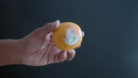 moldy orange in hand