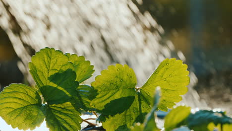 water the strawberry sprouts water drops fall on the green leaves