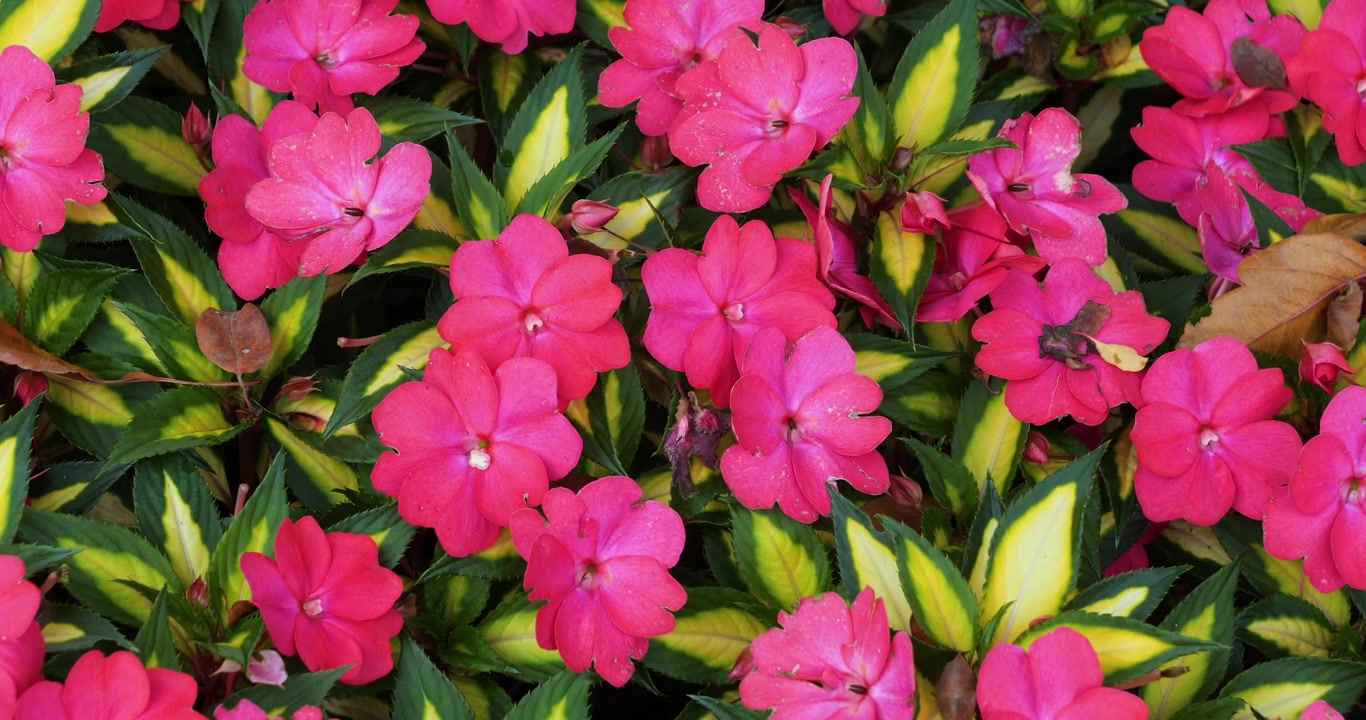 Fiore di Impatiens rosa nei Giardini Butchart di Victoria, Columbia Britannica, Canada