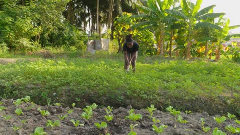 Una-Granjera-Negra-Da-Forma-Al-Suelo,-Elimina-Las-Malas-Hierbas-Usando-Una-Azada-En-La-Plantación-De-Campos-Terrestres-En-África