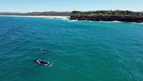 humpback whales blowing in sea surface near fingal headland in new south wales, australia