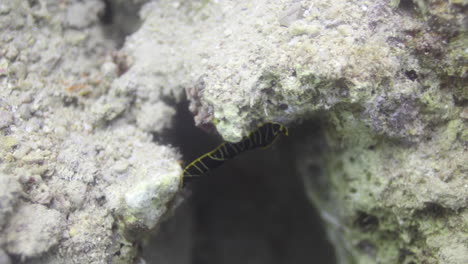 nudibranque escondiendo entre el arrecife de coral del mar rojo de egipto tiro en 4k