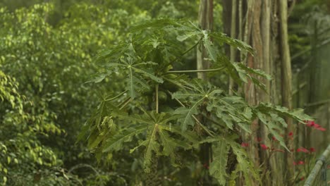 papaya tree with green leaves, small fruits and flowers on a green blurred trees background