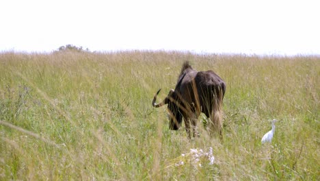 tracking shot of a wildebeest grazing in the long grass