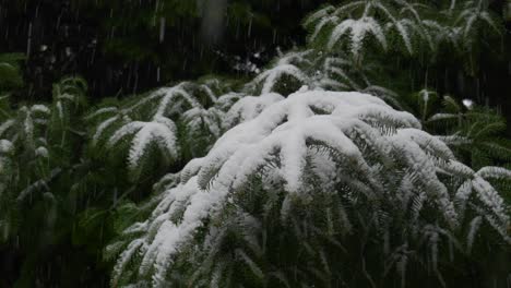 agujas de pino cubiertas de nieve