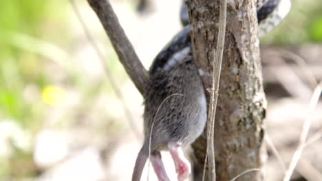 Serpiente-En-Cámara-Lenta-Comiendo-Una-Rata---Reptil-En-Un-árbol