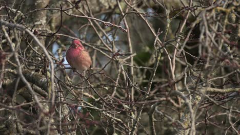 pinzón rojo sentado en un árbol en flor durante el invierno en canadá