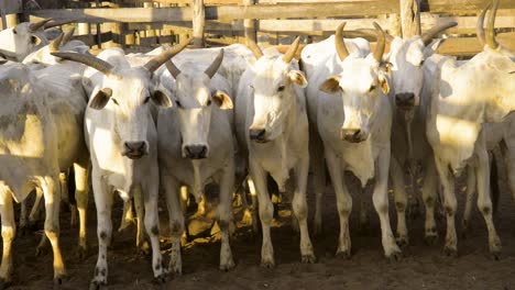 panoramic shooting of a male cattle herd, aligned side by side, at sunset in a corral