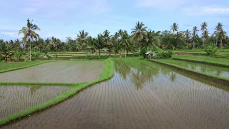 Reflexiones-Sobre-Arrozales-Con-Semillas-De-Arroz-Cerca-De-Terrazas-De-Arroz-Jatiluwih-En-Bali,-Indonesia